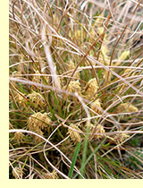 Осока низкая (Carex humilis Leyss) Осока низкая (Carex humilis Leyss)